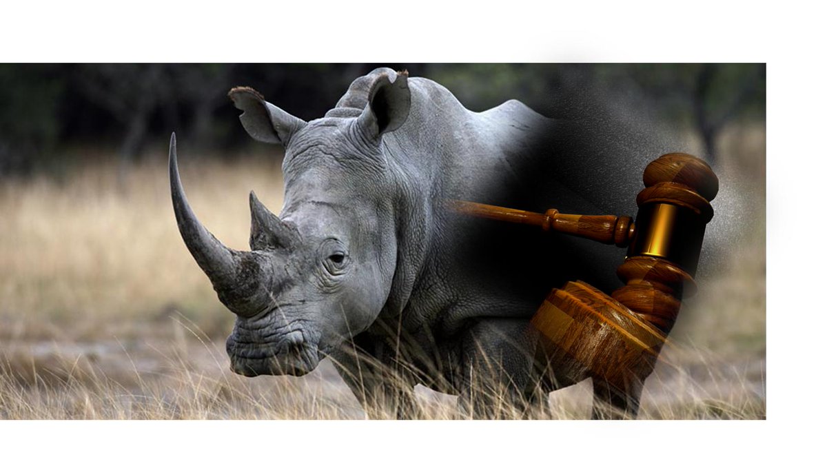 Three rhino poachers convicted and sentenced