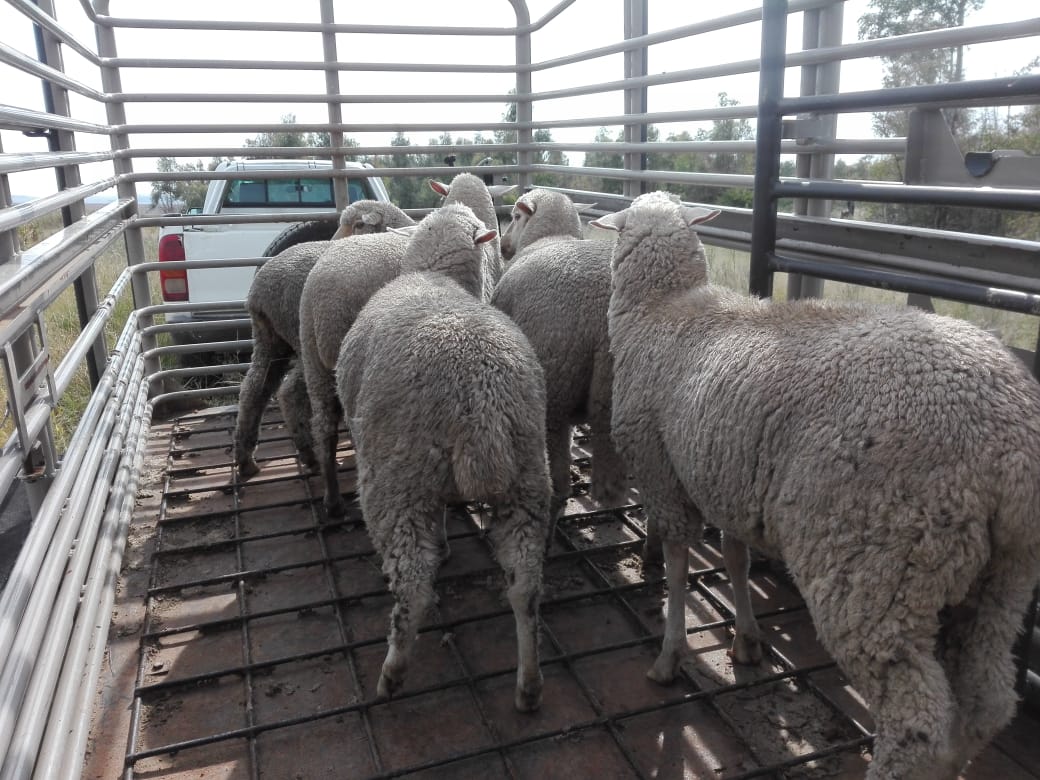 A 35-year-old suspect arrested for Stock Theft in Bethlehem