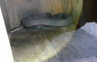 2.5 Meter Black Mamba captured in Ottawa