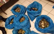 Four suspects arrested after tip-off for possession of Abalone in Milnerton.