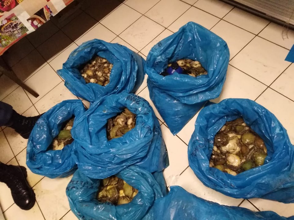 Four suspects arrested after tip-off for possession of Abalone in Milnerton.