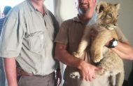 Lion Cub found in Athlone