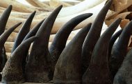 Three suspects arrested for dealing in Rhino horns