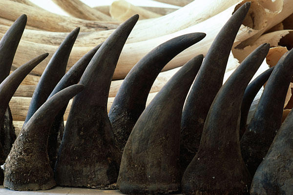 Three suspects arrested for dealing in Rhino horns