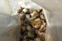 A multi-million rand illicit gold refinery mine dismantled and perpetrators sought