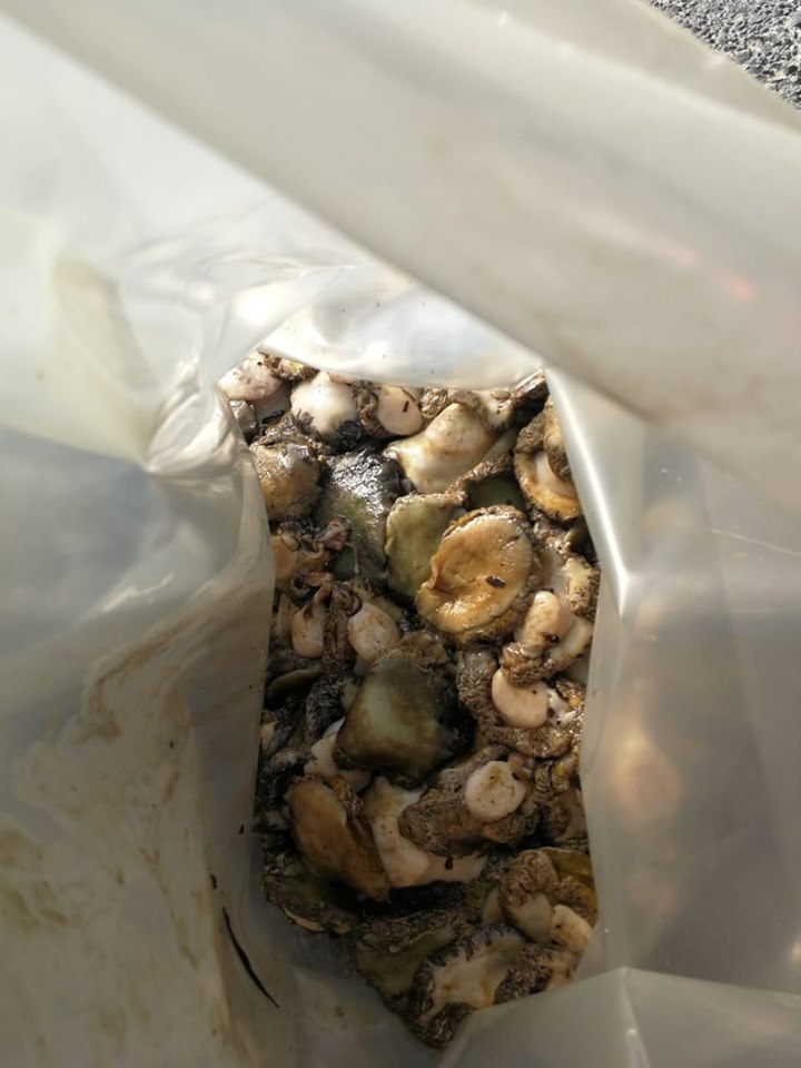Suspect arrested in Lingelethu West with Abalone worth an estimated R327 000