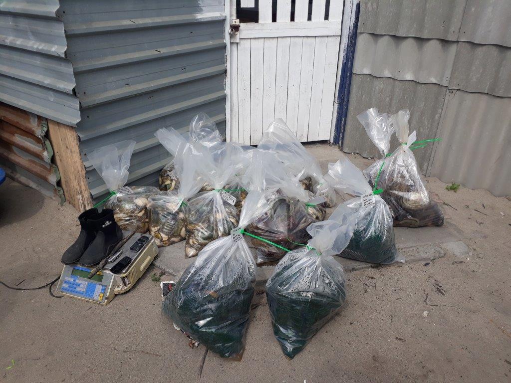 Five men arrested for unlawful possession of abalone in Strandfontein