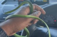 Increase In Snake Activity reported at the North Coast of Kwazulu Natal