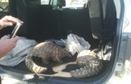 Two pangolins rescued