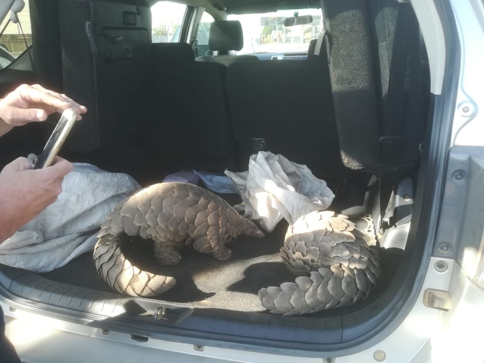 Two pangolins rescued