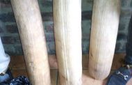Elephant tusks alleged smugglers remanded in custody
