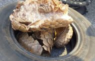 Four men to appear in court for possession of imitation firearm and possession of pangolin.