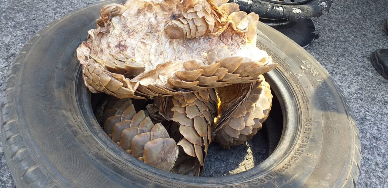 Four men to appear in court for possession of imitation firearm and possession of pangolin.