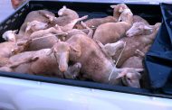 StockTheft thieves chased by farmers until nabbed in Parys: Vredefort