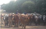 Nine stolen livestock recovered during operations focusing on stock theft