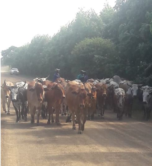 50 Cattle stolen from a kraal at a farm in Mtubatuba