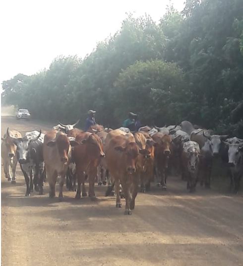 Nine stolen livestock recovered during operations focusing on stock theft