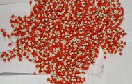 Suspects nabbed for dealing and possession of drugs in Durban