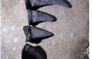 Three suspects arrested for dealing in rhino horns