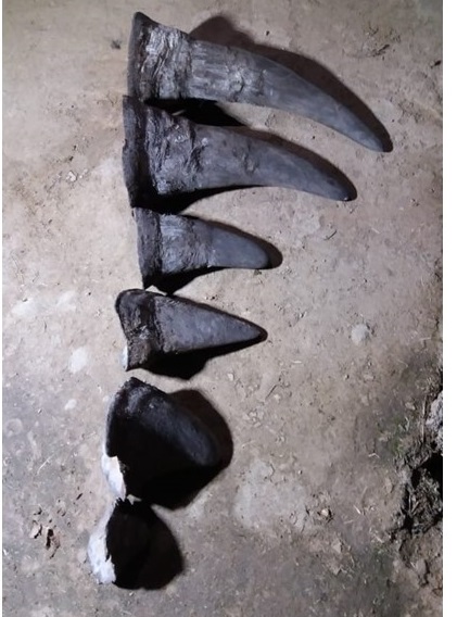 Three suspects arrested for dealing in rhino horns