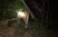 Police rescue stolen stock from being slaughtered