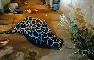 A man is seriously injured after he was stabbed by his girlfriend during a domestic dispute in Trenance Park