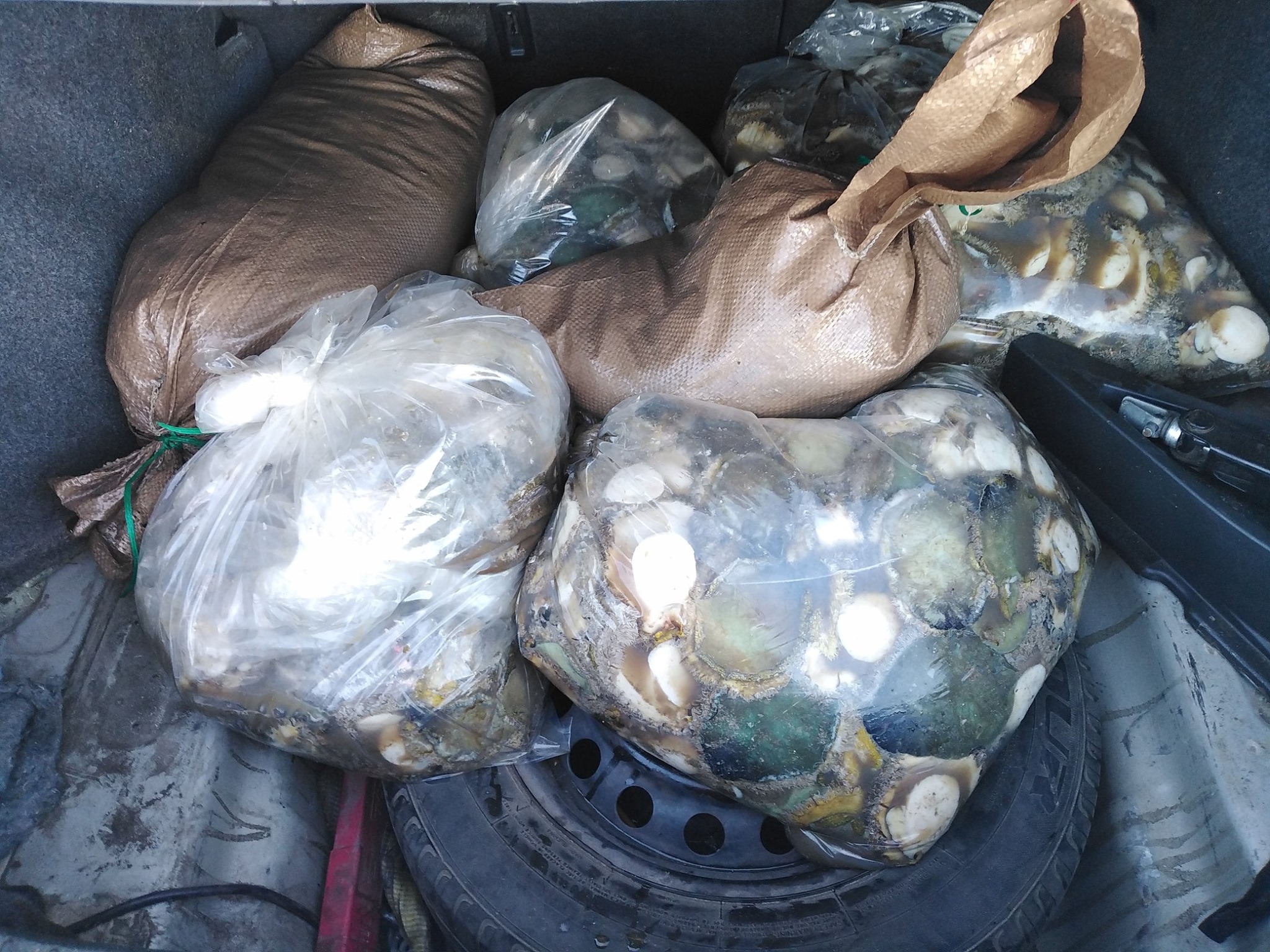 Two suspects apprehend for possession of abalone