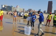 Black Mamba rescued on Addington Beach