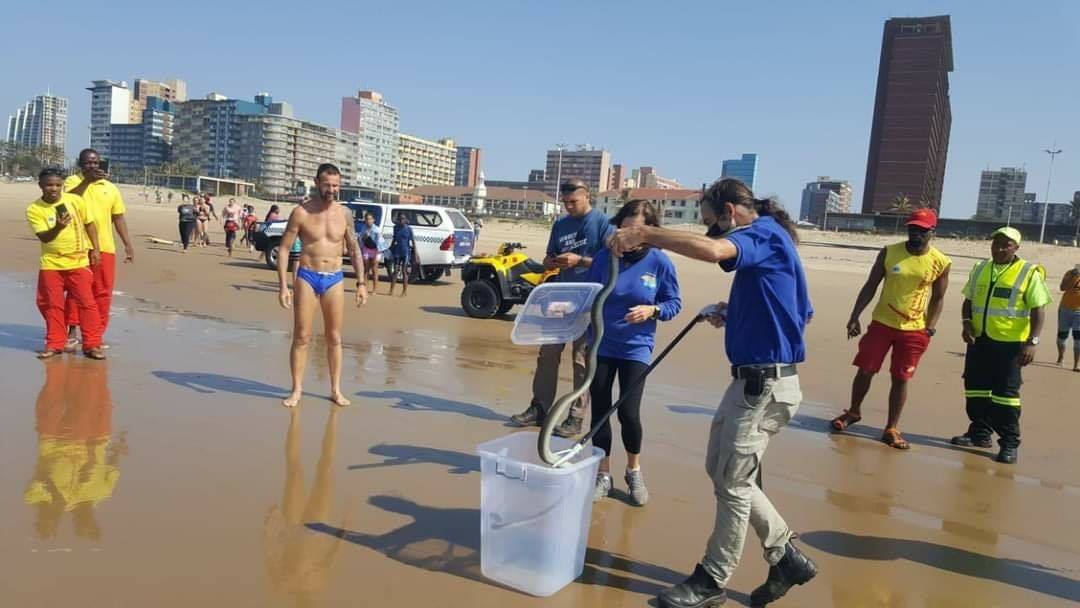 Black Mamba rescued on Addington Beach