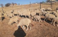 Forty-seven sheep recovered in the Katkop area