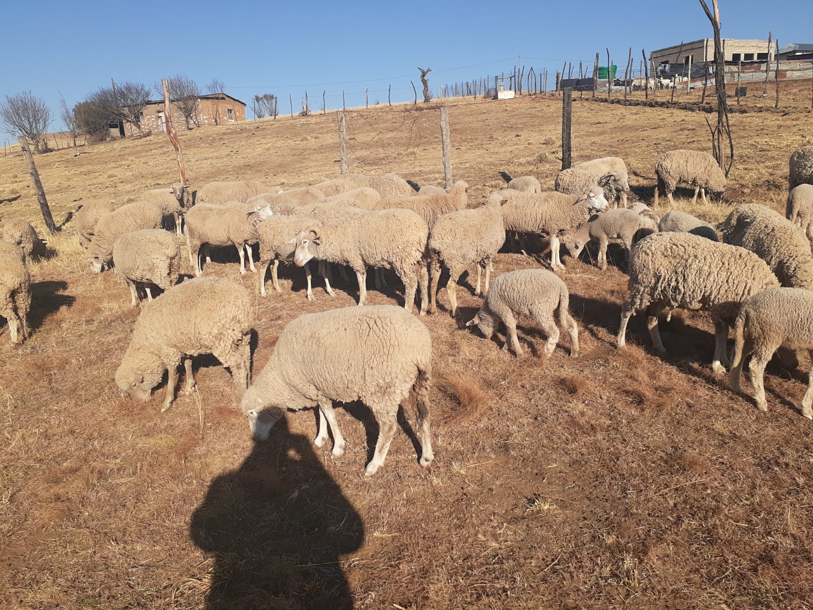 Forty-seven sheep recovered in the Katkop area
