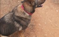 Police Search and Rescue dog locates kidnapped baby