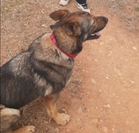 Police Search and Rescue dog locates kidnapped baby