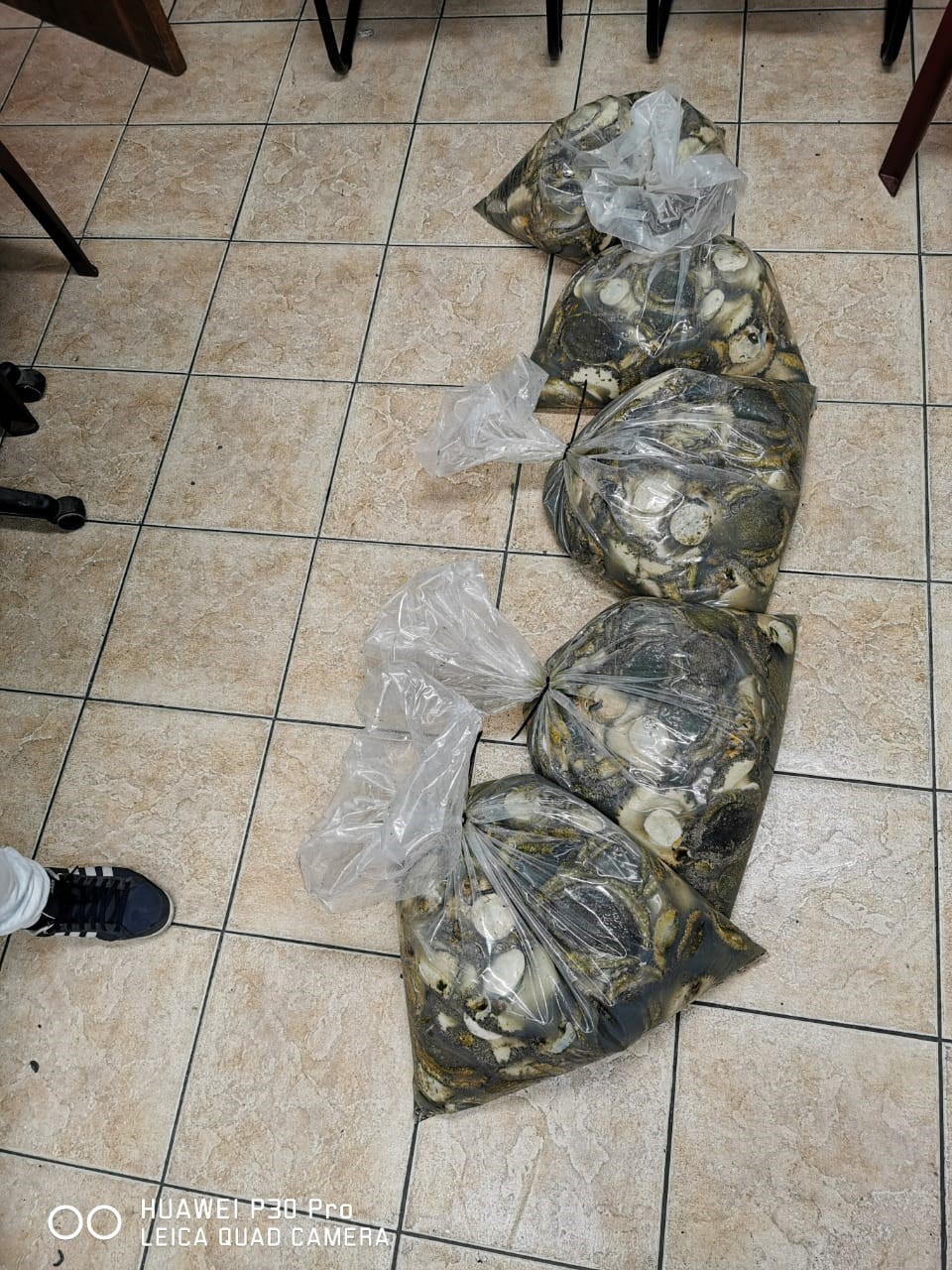 Suspect arrested with abalone and three others with firearms
