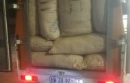Suspects arrested for possession of dagga