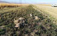 Stock thieves nabbed for murder in Swartberg