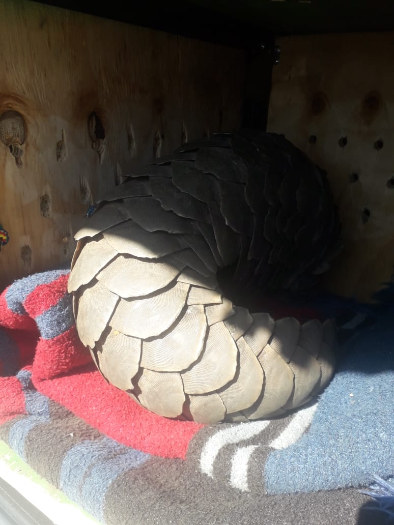 Three suspects to appear in court for possession of a pangolin