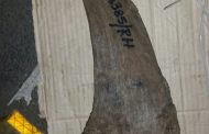 Mpumalanga man sentenced for dealing with rhino horns without permit