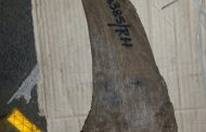 Mpumalanga man sentenced for dealing with rhino horns without permit