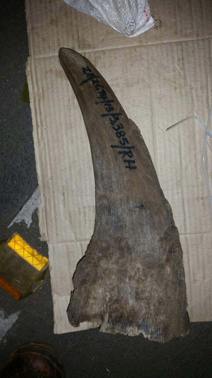 Mpumalanga man sentenced for dealing with rhino horns without permit