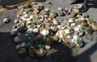 Abalone poachers arrested