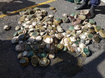 Abalone poachers arrested