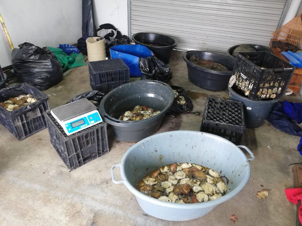 Suspects arrested for dealing with abalone in Port Elizabeth