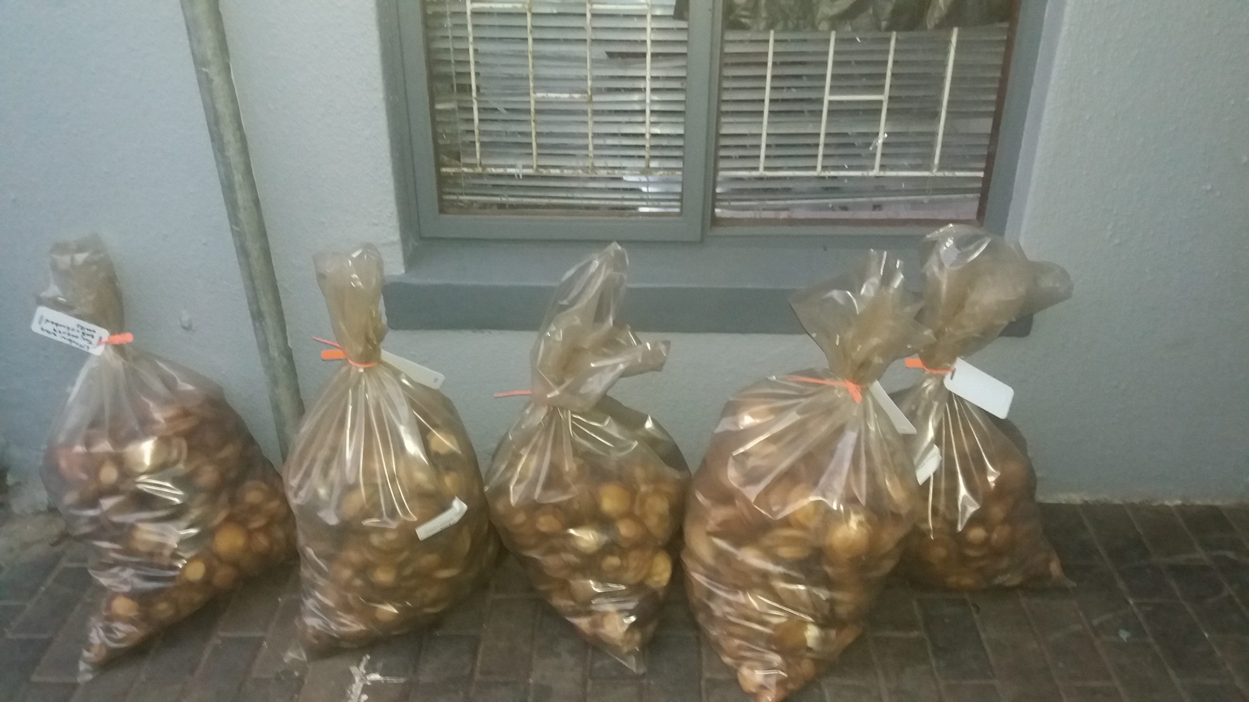 Suspect arrested for possession of crayfish worth R3.5 million