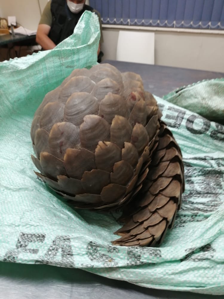 Kuruman stock theft, JTG highway patrol and Kathu SAPS seizes endangered species