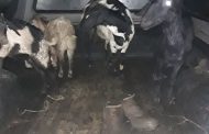 Stock thieves nabbed in Umzimkhulu