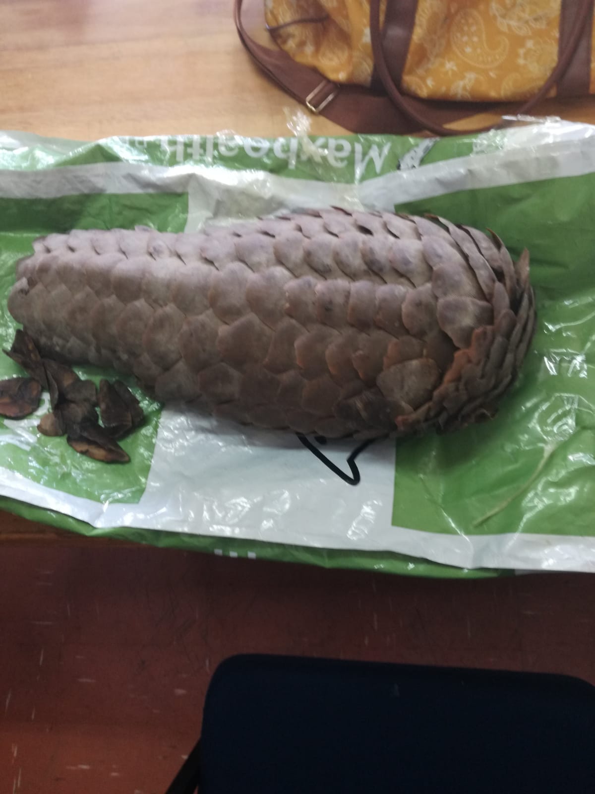 Man arrested for possession of Pangolin skin