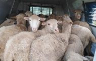 Stolen stock recovered in successful combined operation