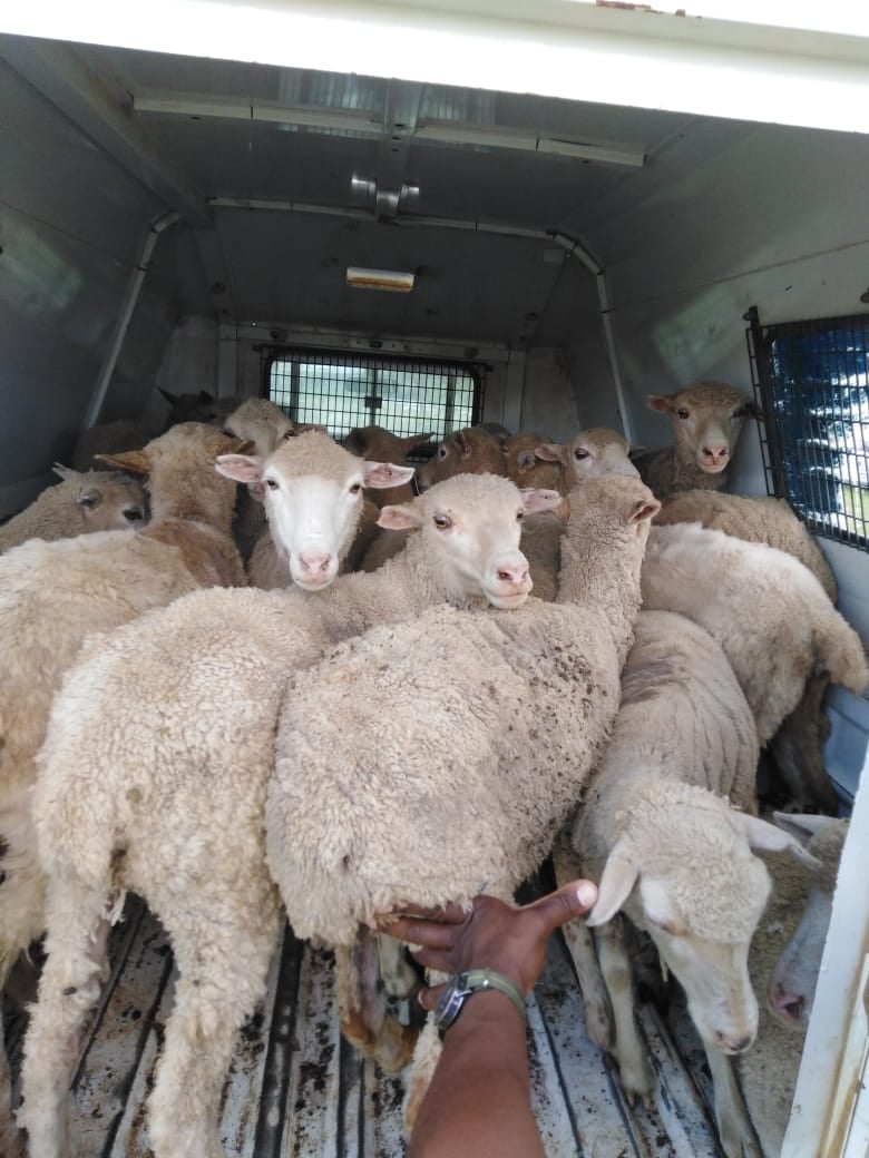 Stolen stock recovered in successful combined operation