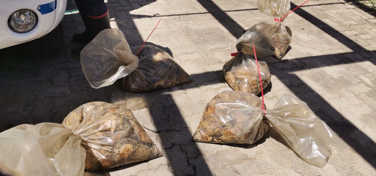 Police seize abalone near Knysna